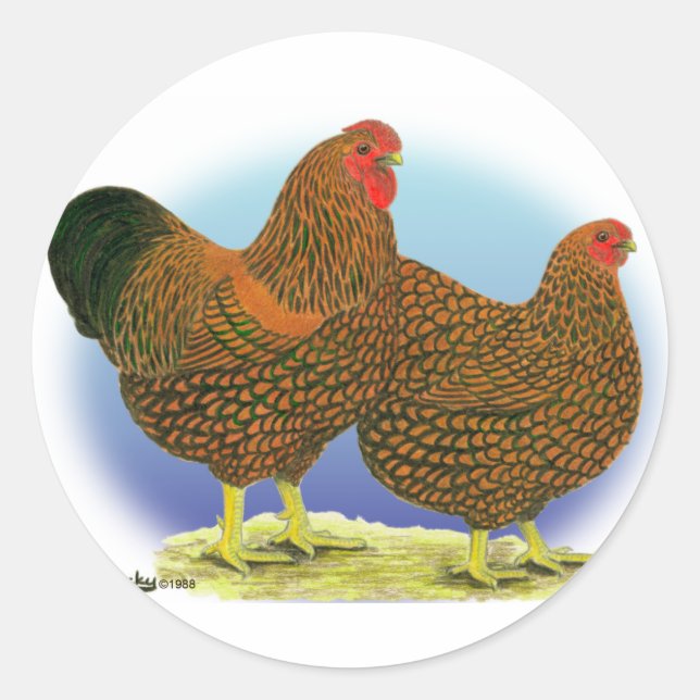Wyandotte:  Golden-laced Pair Classic Round Sticker (Front)