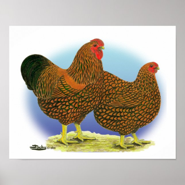 Wyandotte:  Golden-laced Pair Poster (Front)