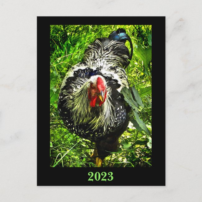 Wyandotte Rooster 2023 Calendar on Back Postcard