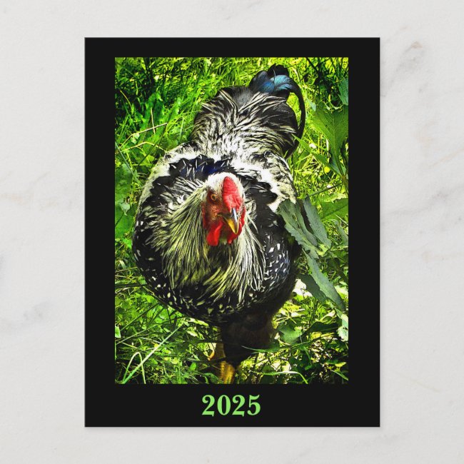 Wyandotte Rooster 2025 Calendar on Back Postcard