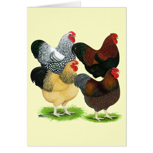 Wyandotte: Rooster Assortment Cards (Front)
