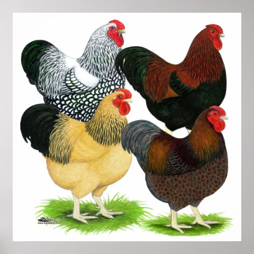 Wyandotte  Rooster Assortment Poster