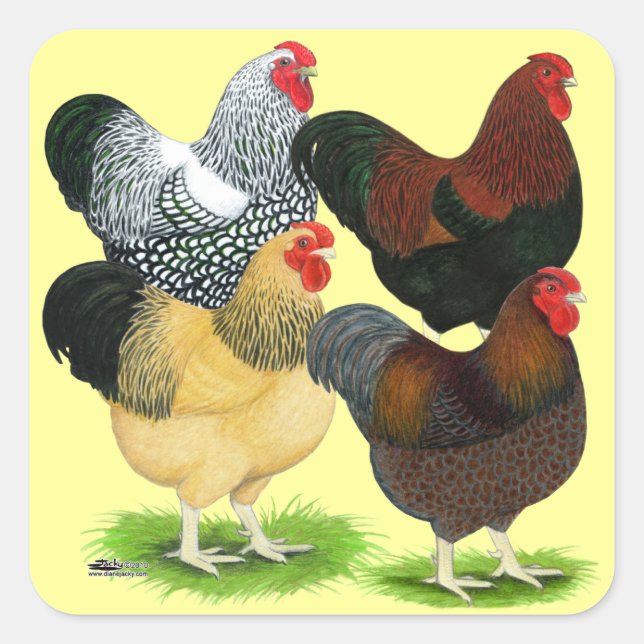 Wyandotte:  Rooster Assortment Square Sticker (Front)