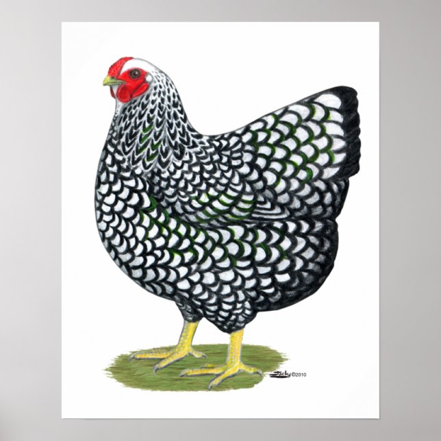 Wyandotte:  Silver-laced Hen Poster (Front)