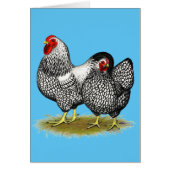 Wyandotte: Silver Pair (Front)