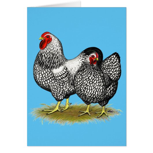 Wyandotte:  Silver Pair Cards (Front)