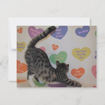 Wyatt's Valentine - Cat / Kitten - Flat Card