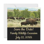 Wyoming Bison Nature Animal Photography