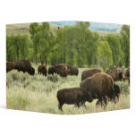 Wyoming Bison Nature Animal Photography 3 Ring Binder