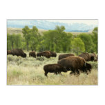 Wyoming Bison Nature Animal Photography Acrylic Print