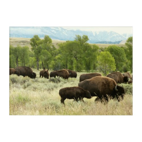 Wyoming Bison Nature Animal Photography Acrylic Print