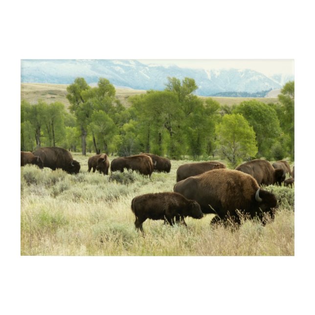 Wyoming Bison Nature Animal Photography Acrylic Print (Front)