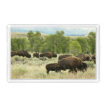 Wyoming Bison Nature Animal Photography Acrylic Tray