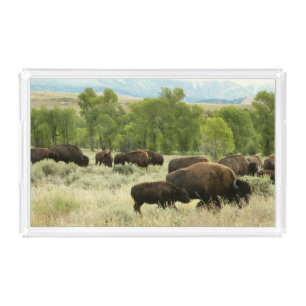 Wyoming Bison Nature Animal Photography Acrylic Tray