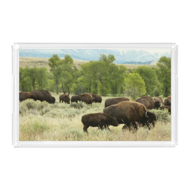 Wyoming Bison Nature Animal Photography Acrylic Tray (Front)