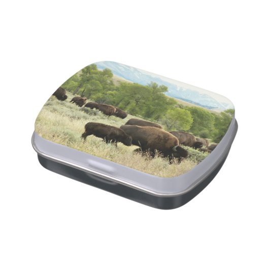 Wyoming Bison Nature Animal Photography Candy Tin (Side)