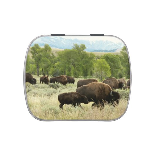 Wyoming Bison Nature Animal Photography Candy Tin (Top)