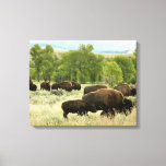 Wyoming Bison Nature Animal Photography Canvas Print