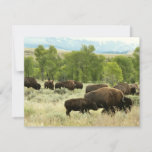 Wyoming Bison Nature Animal Photography Card