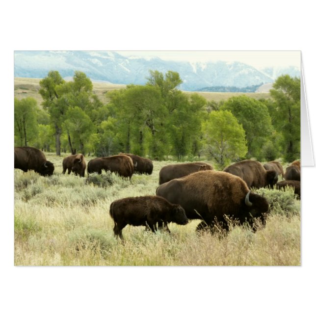 Wyoming Bison Nature Animal Photography Card (Front Horizontal)