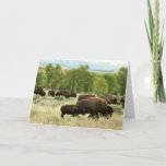 Wyoming Bison Nature Animal Photography Card