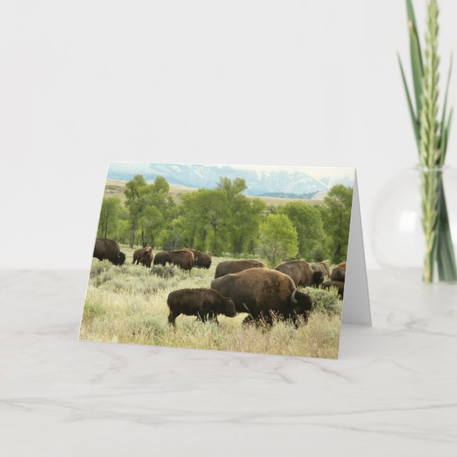 Wyoming Bison Nature Animal Photography Card (Front)