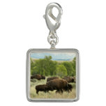 Wyoming Bison Nature Animal Photography Charm