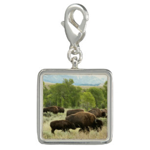 Wyoming Bison Nature Animal Photography Charm