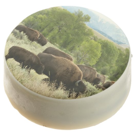 Wyoming Bison Nature Animal Photography Chocolate Covered Oreo (Angled)