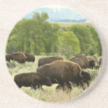 Wyoming Bison Nature Animal Photography Coaster