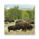 Wyoming Bison Nature Animal Photography Favor Tags