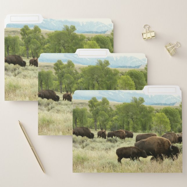 Wyoming Bison Nature Animal Photography File Folder (Set)