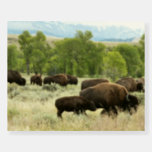 Wyoming Bison Nature Animal Photography Foam Board