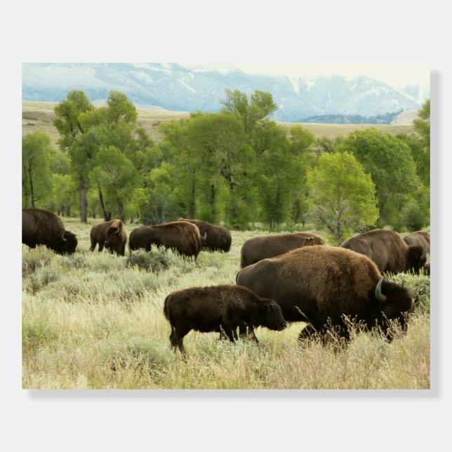 Wyoming Bison Nature Animal Photography Foam Board (Front)