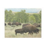 Wyoming Bison Nature Animal Photography Gallery Wrap