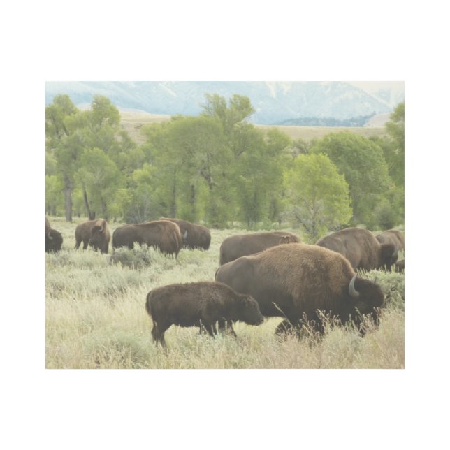 Wyoming Bison Nature Animal Photography Gallery Wrap (Front)