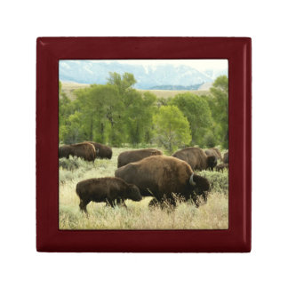 Wyoming Bison Nature Animal Photography Gift Box