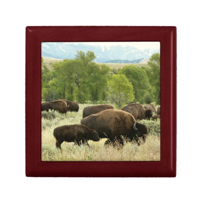 Wyoming Bison Nature Animal Photography Gift Box (Front)