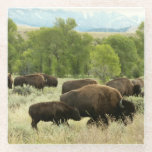 Wyoming Bison Nature Animal Photography Glass Coaster