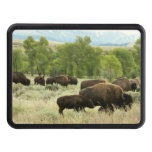 Wyoming Bison Nature Animal Photography Hitch Cover