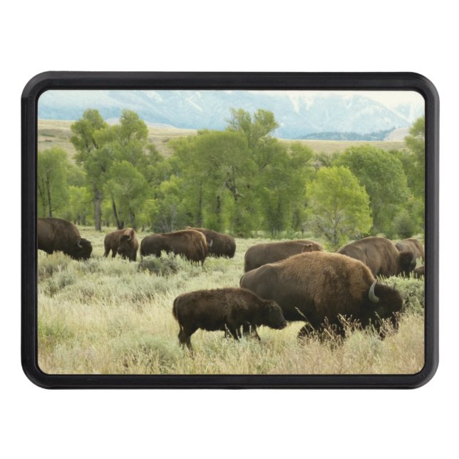 Wyoming Bison Nature Animal Photography Hitch Cover (Front)