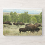 Wyoming Bison Nature Animal Photography HP Laptop Skin