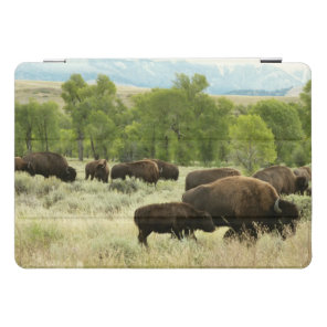 Wyoming Bison Nature Animal Photography iPad Pro Cover