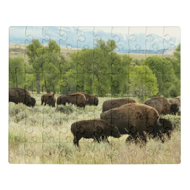 Wyoming Bison Nature Animal Photography Jigsaw Puzzle (Puzzle Horizontal)