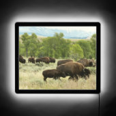 Wyoming Bison Nature Animal Photography LED Sign (Front)