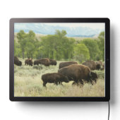 Wyoming Bison Nature Animal Photography LED Sign (Lights Off)