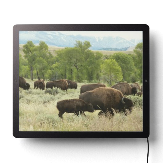 Wyoming Bison Nature Animal Photography LED Sign (Lights Off)