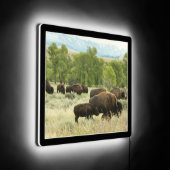Wyoming Bison Nature Animal Photography LED Sign (Angle)