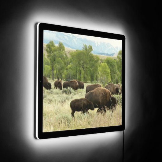 Wyoming Bison Nature Animal Photography LED Sign (Angle)
