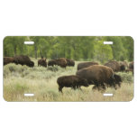 Wyoming Bison Nature Animal Photography License Plate